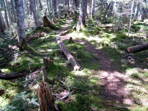 地蔵尾根昼間部の苔むした登山道