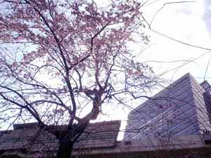 070323-sakura.jpg