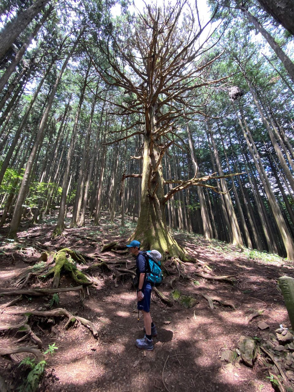 生川からの武甲山登山道
