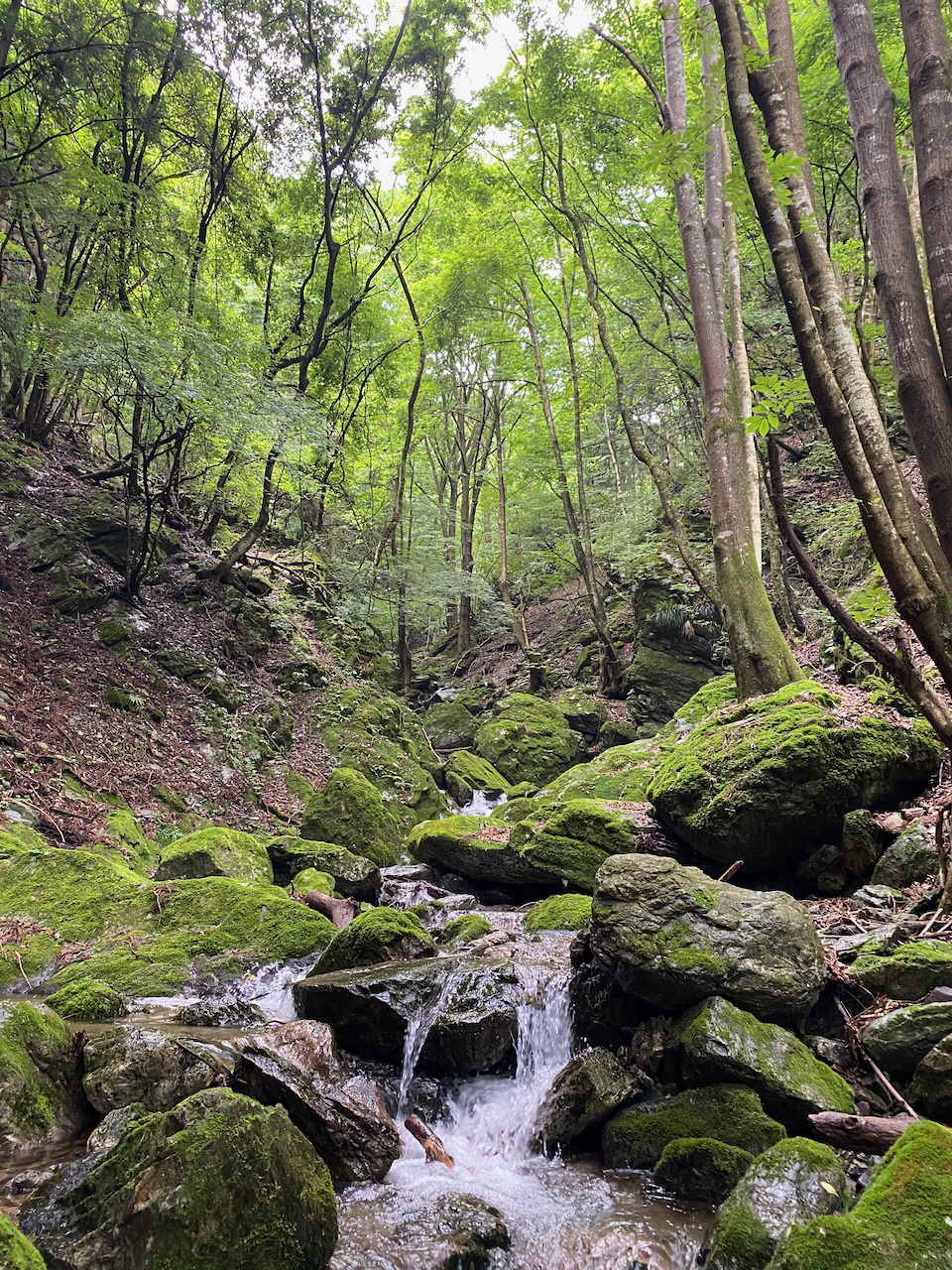 大持沢