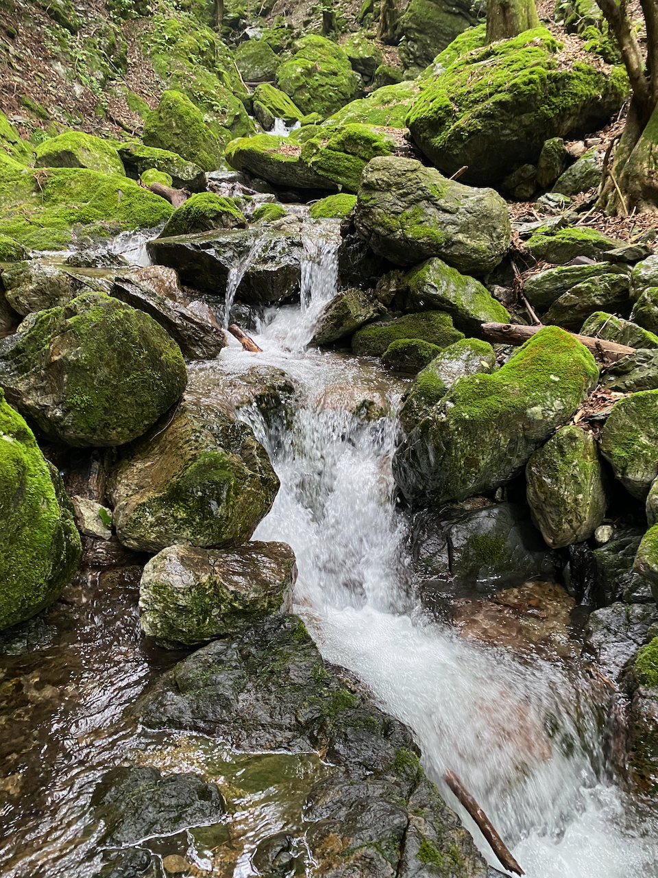 大持沢